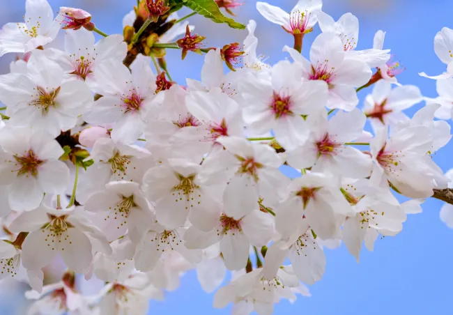 桜の花