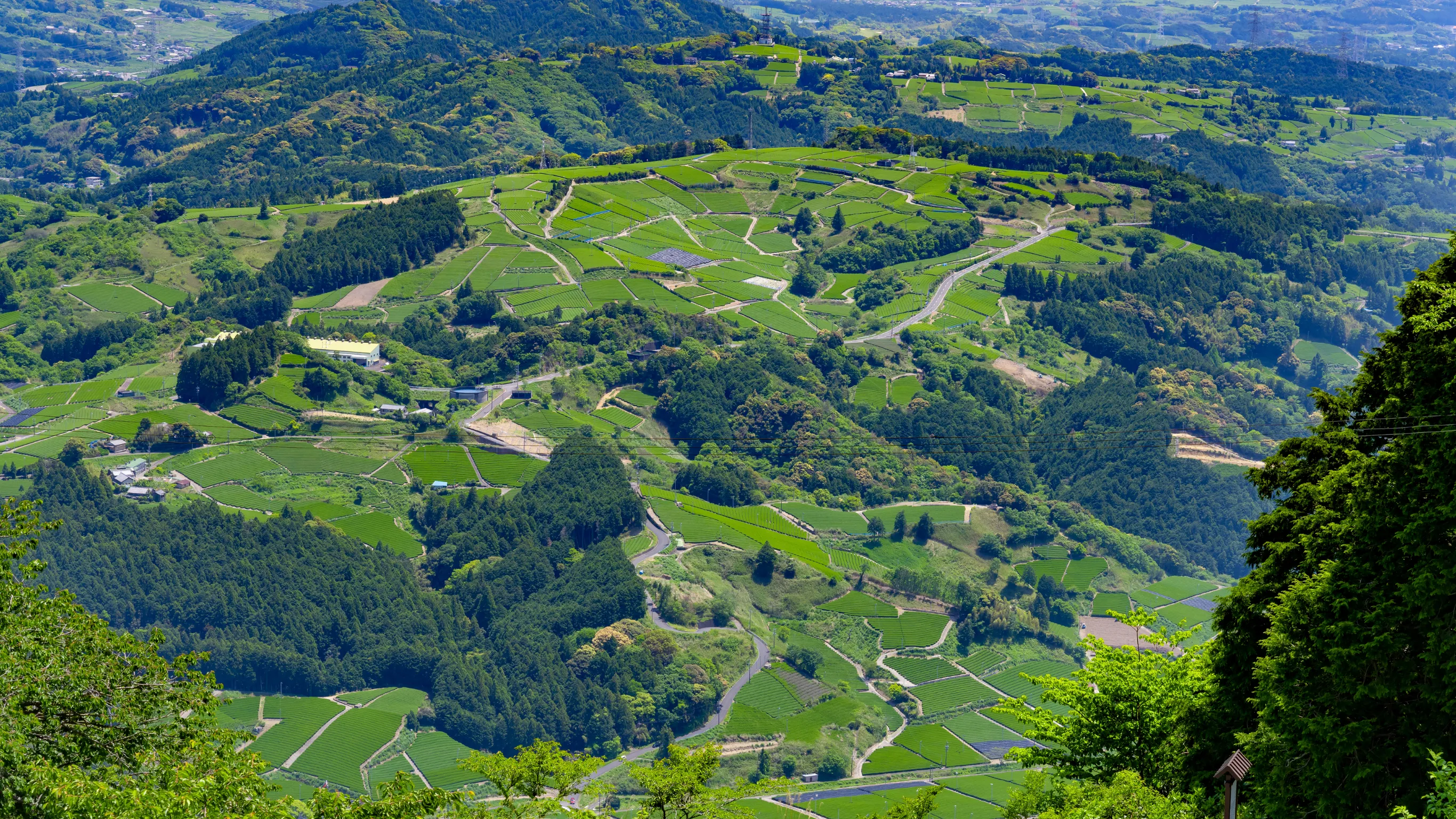 粟ヶ岳から見える茶畑